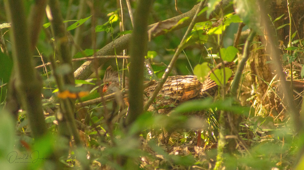 Bearded Wood-Partridge - ML623918622