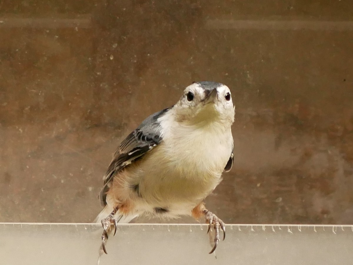 White-breasted Nuthatch - ML623918628