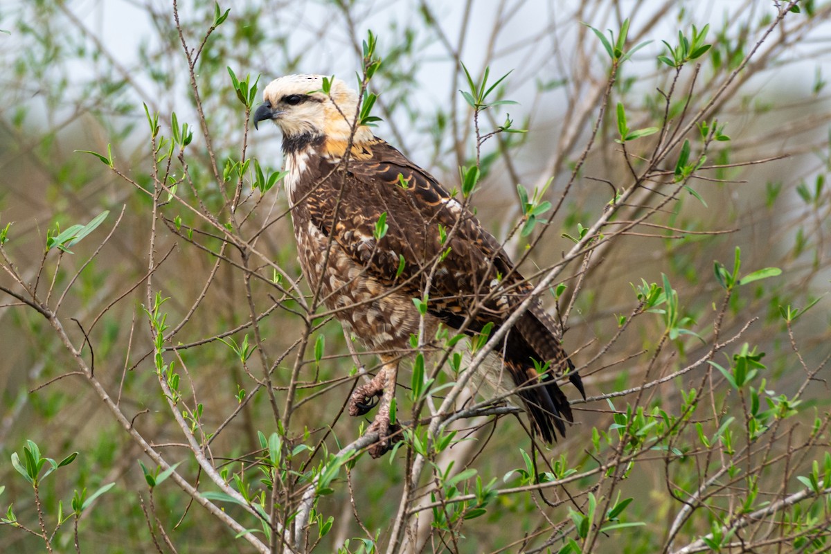 Black-collared Hawk - ML623918630