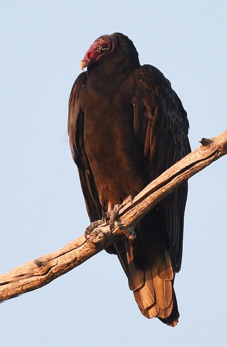 Turkey Vulture - Steven Mlodinow