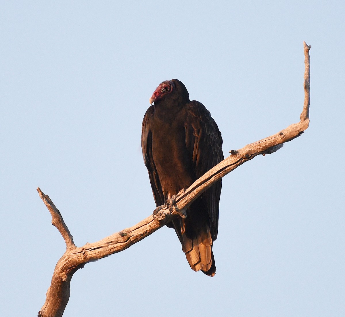 Turkey Vulture - ML623918632