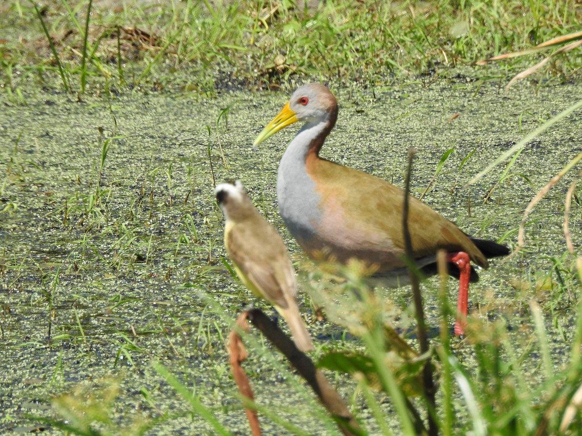 Giant Wood-Rail - ML623918633