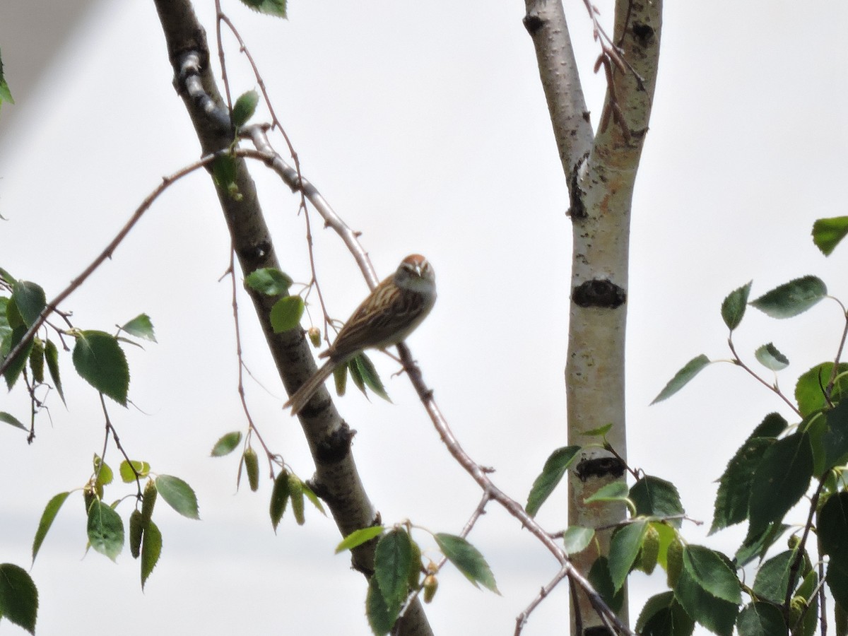 Chipping Sparrow - ML623918650