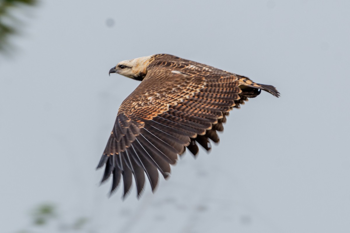 Black-collared Hawk - ML623918653