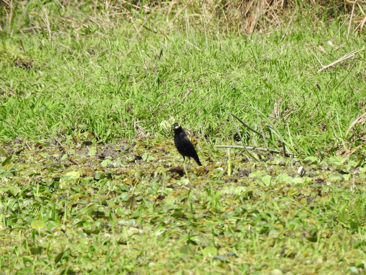 Spectacled Tyrant - ML623918669