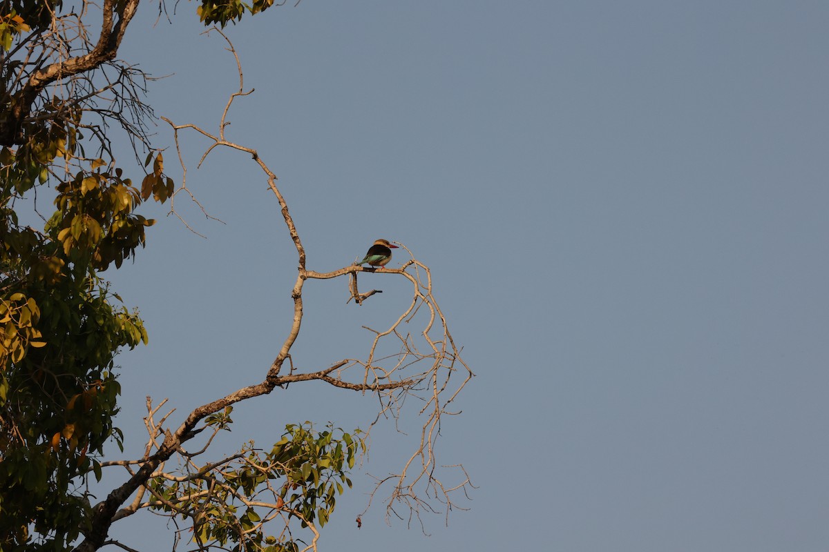 Brown-hooded Kingfisher - ML623918683