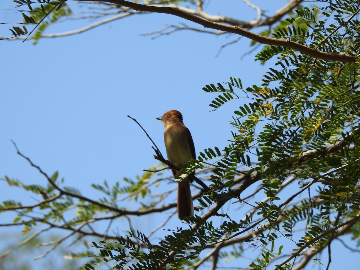 Rufous Casiornis - ML623918685