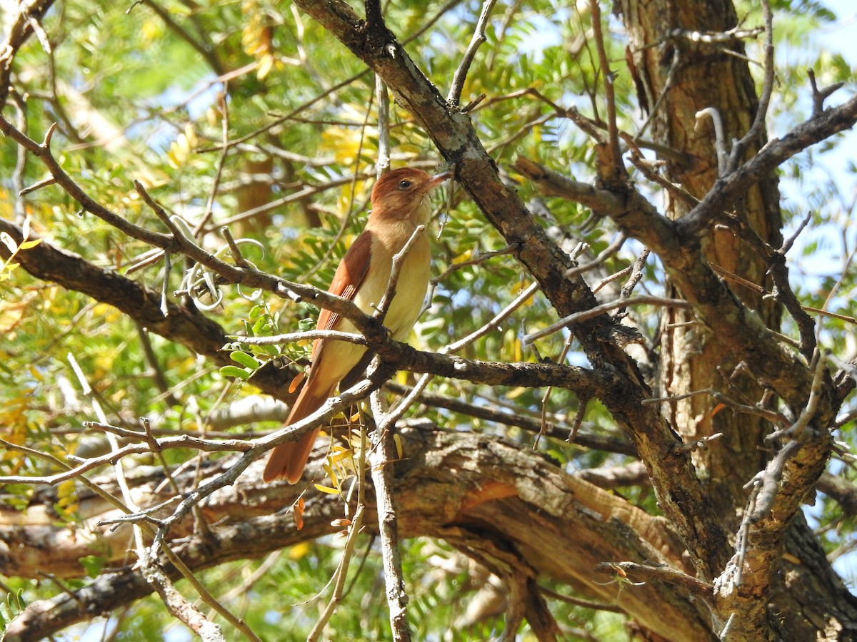 Rufous Casiornis - ML623918686