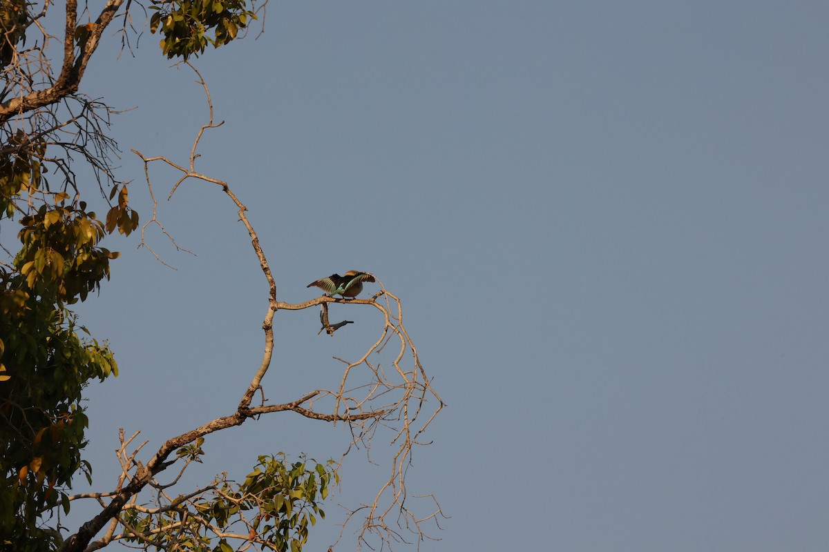 Brown-hooded Kingfisher - Alicia Williams