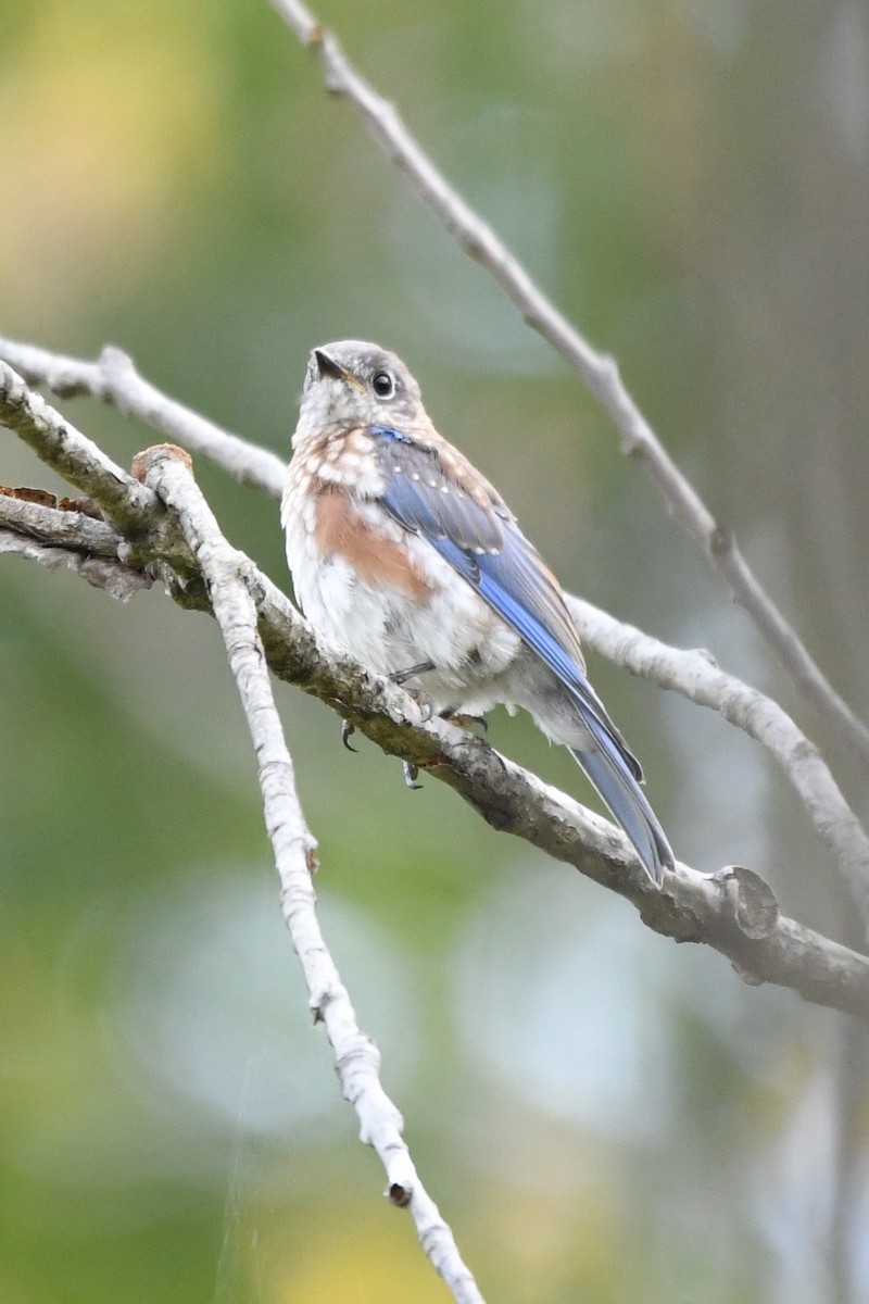 Eastern Bluebird - ML623918696