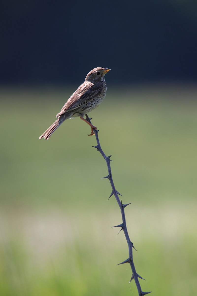 Corn Bunting - ML623918697