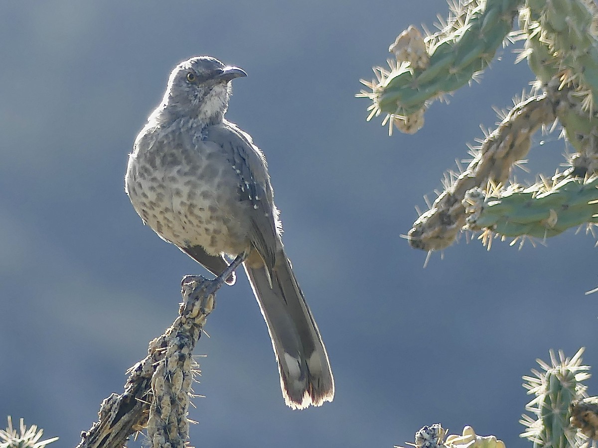 Curve-billed Thrasher - ML623918701