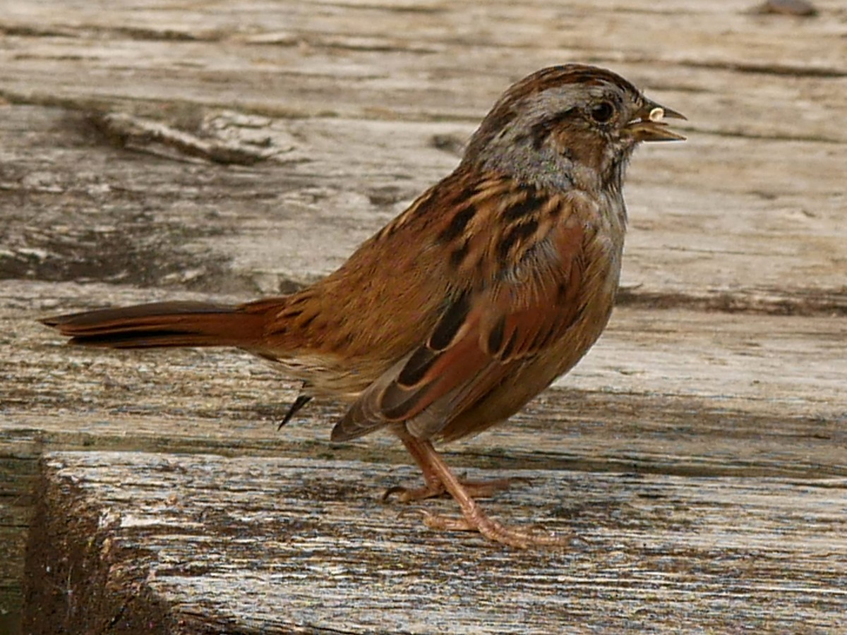 Swamp Sparrow - ML623918702