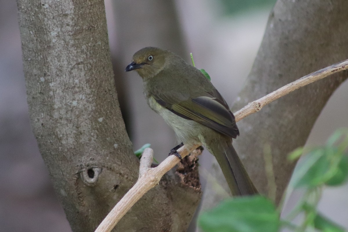 Sombre Greenbul - ML623918703