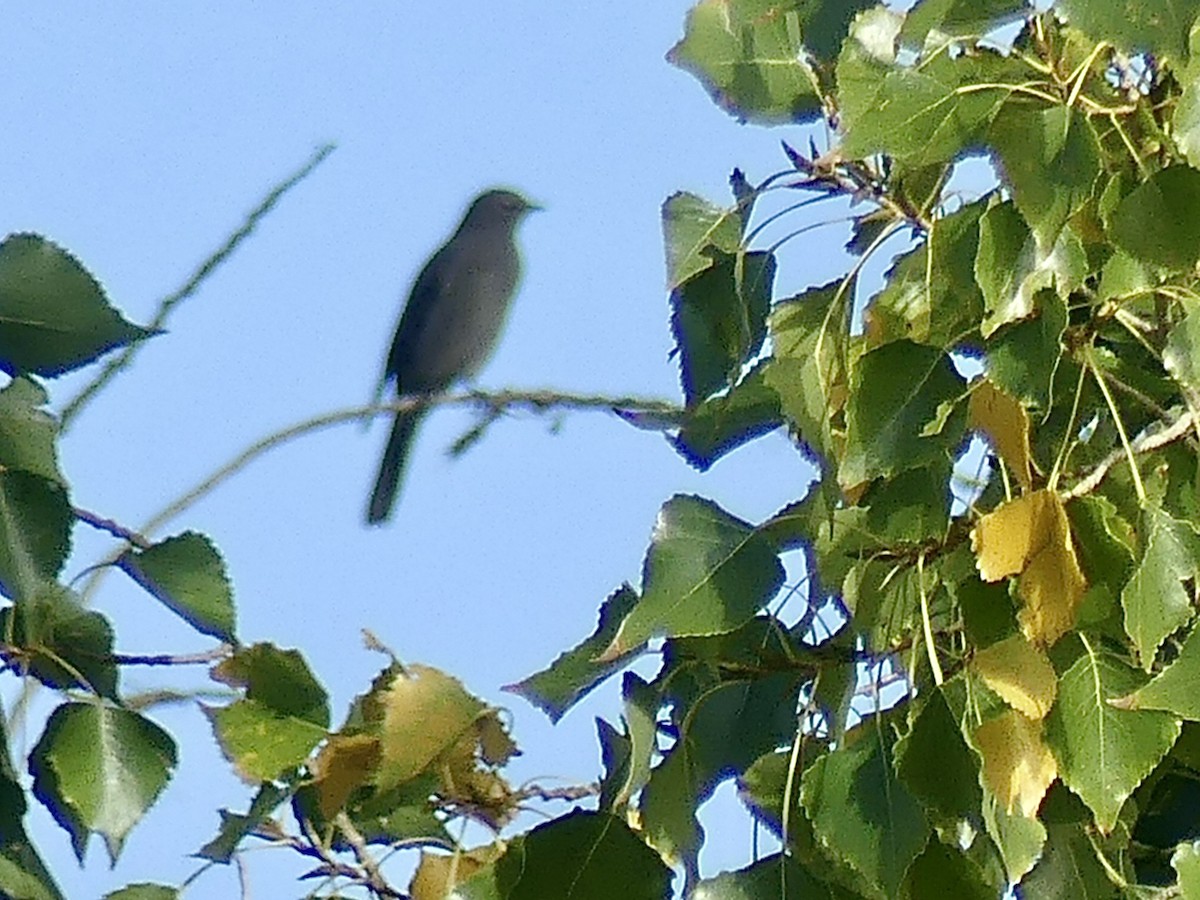 Townsend's Solitaire - ML623918709