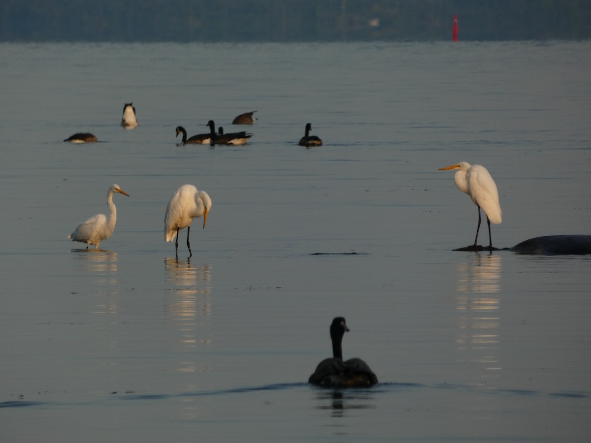 Great Egret - Marcel Gahbauer