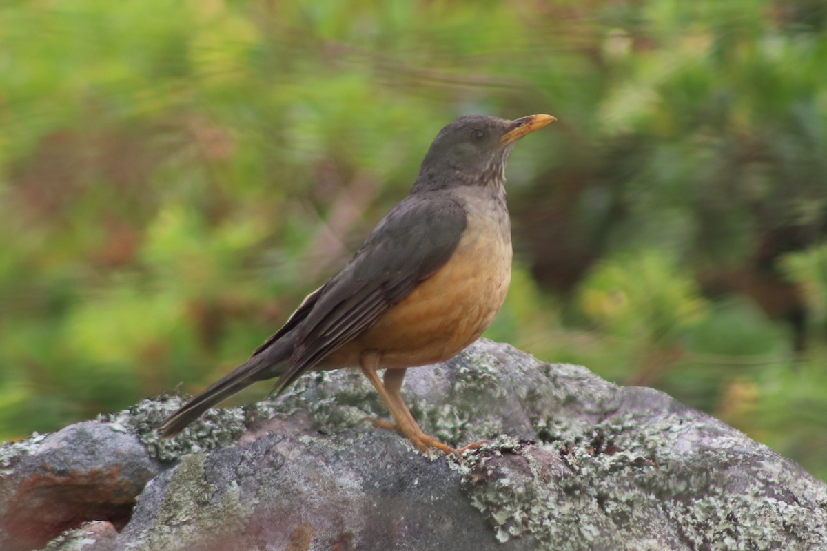 Olive Thrush - ML623918717