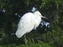 Snowy Egret - Brenda Aburto