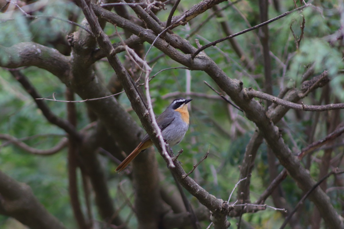 Cape Robin-Chat - ML623918728