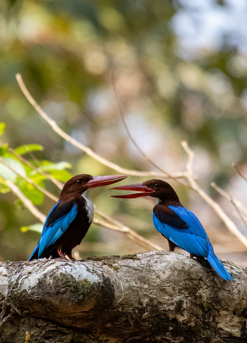 White-throated Kingfisher - ML623918733