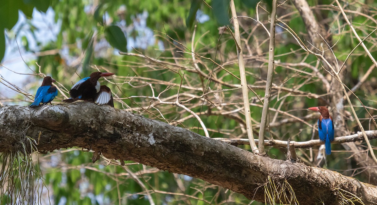 White-throated Kingfisher - ML623918734