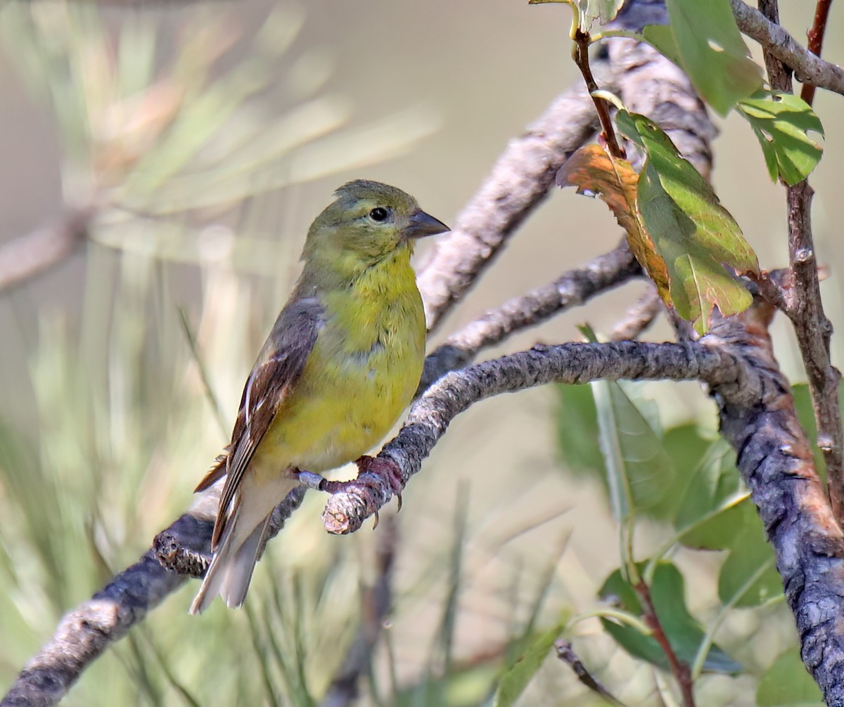 Lesser Goldfinch - ML623918759