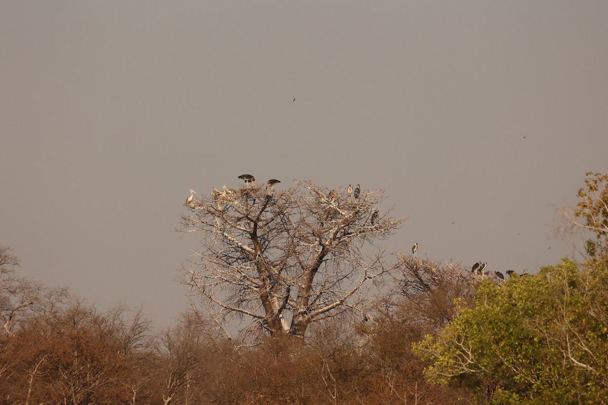 Pink-backed Pelican - ML623918761