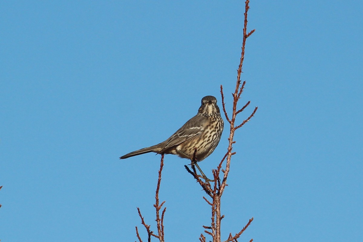 Sage Thrasher - ML623918764