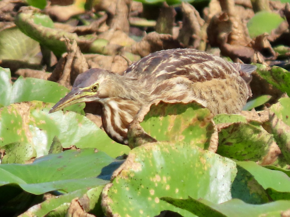 American Bittern - ML623918769