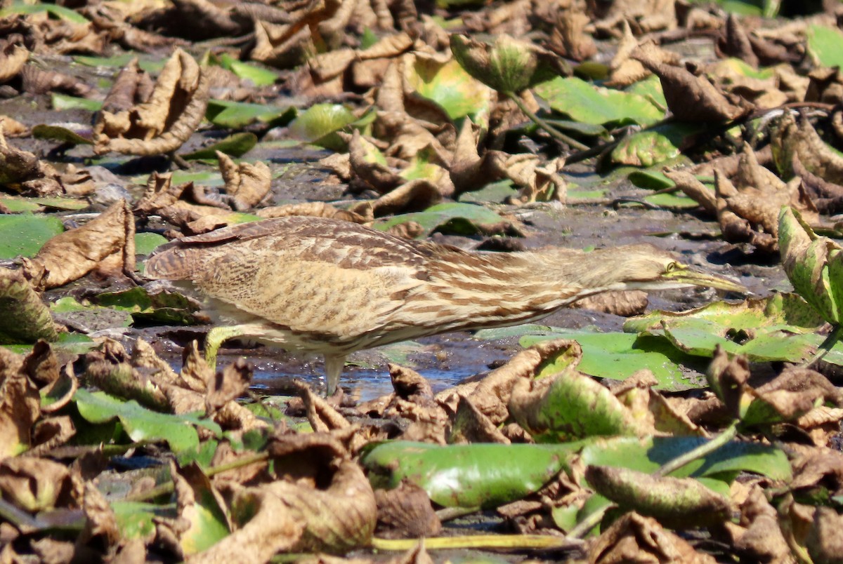 American Bittern - ML623918770