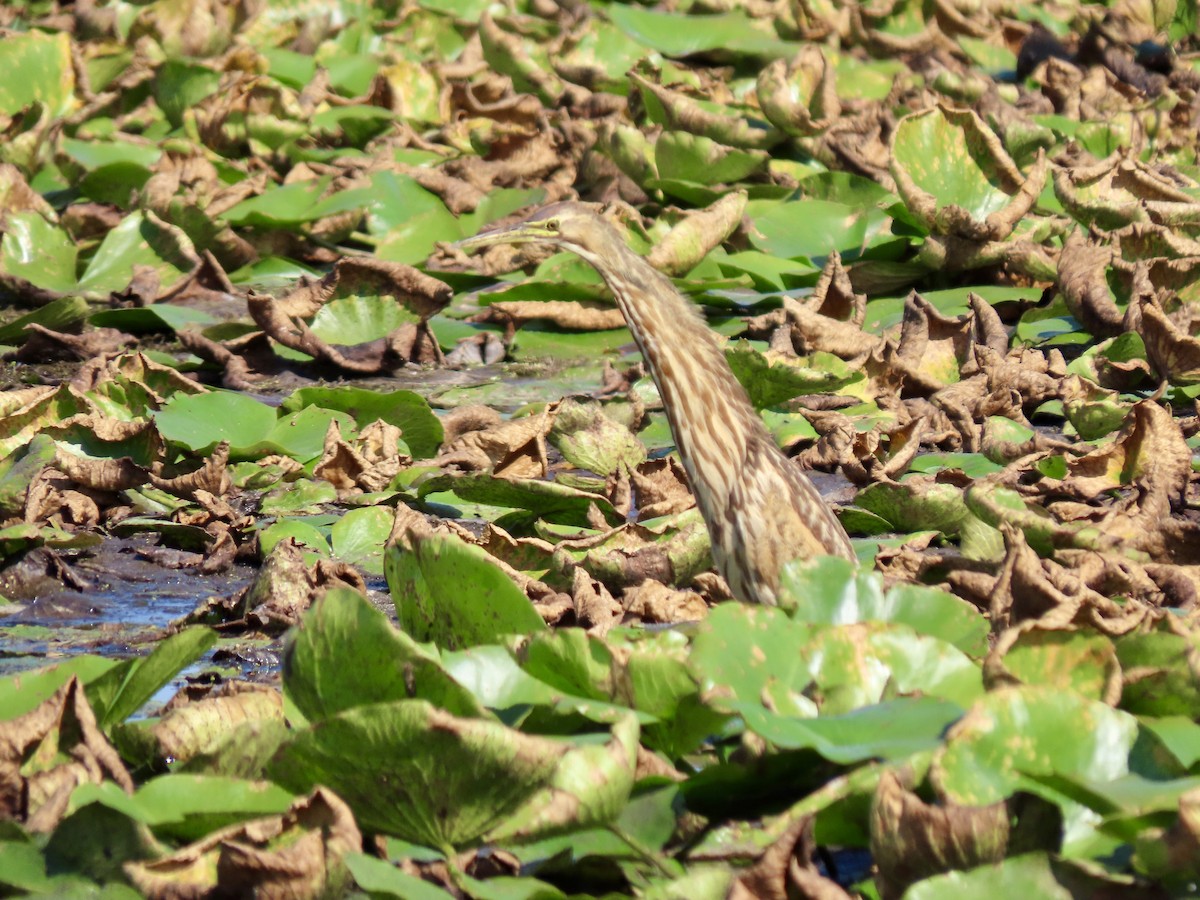 American Bittern - Kathryn Mills