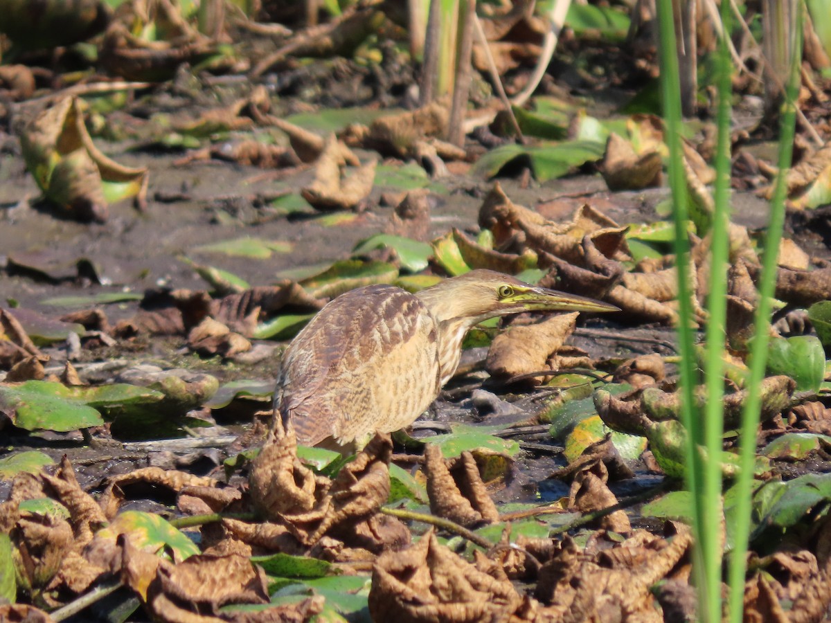 American Bittern - Kathryn Mills