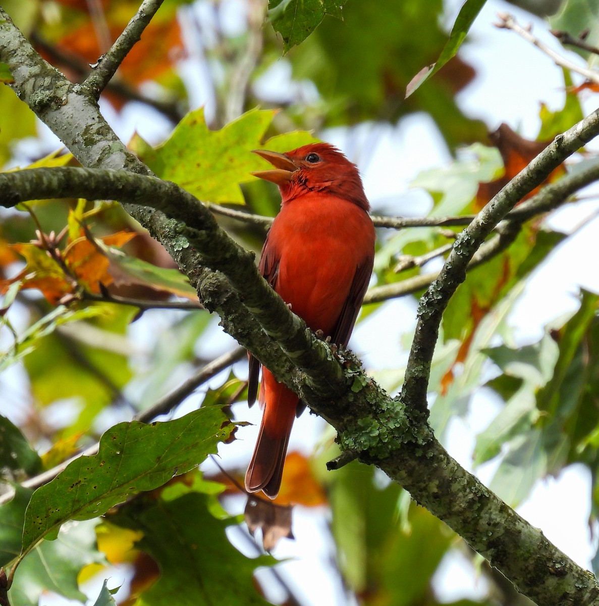 Summer Tanager - Adele Clagett