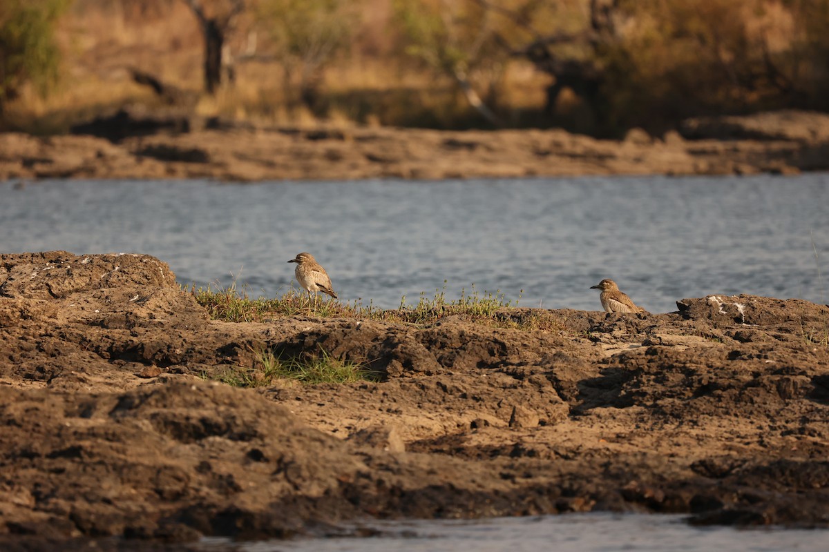 Water Thick-knee - ML623918783