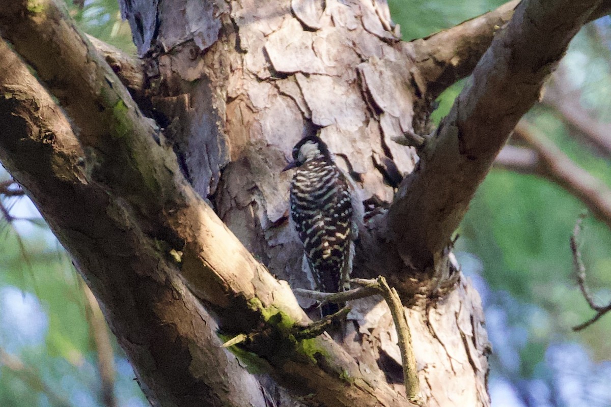 Red-cockaded Woodpecker - ML623918788