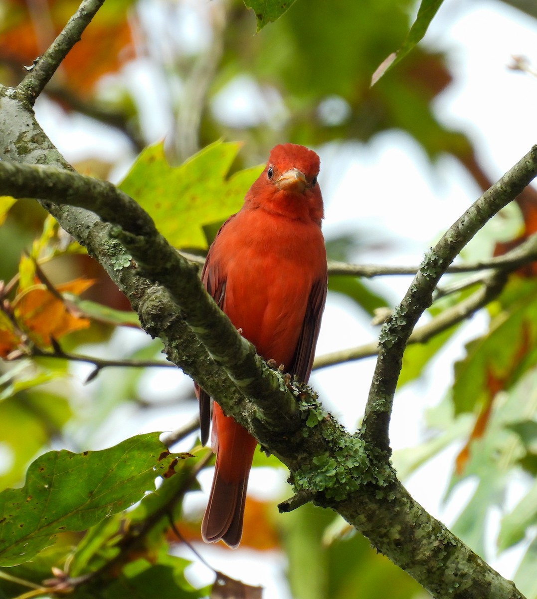 Summer Tanager - Adele Clagett