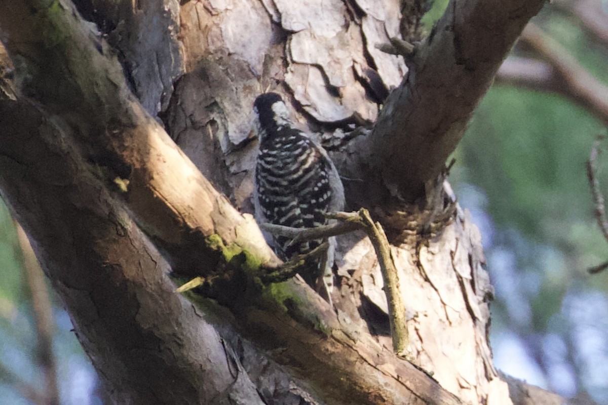 Red-cockaded Woodpecker - ML623918798