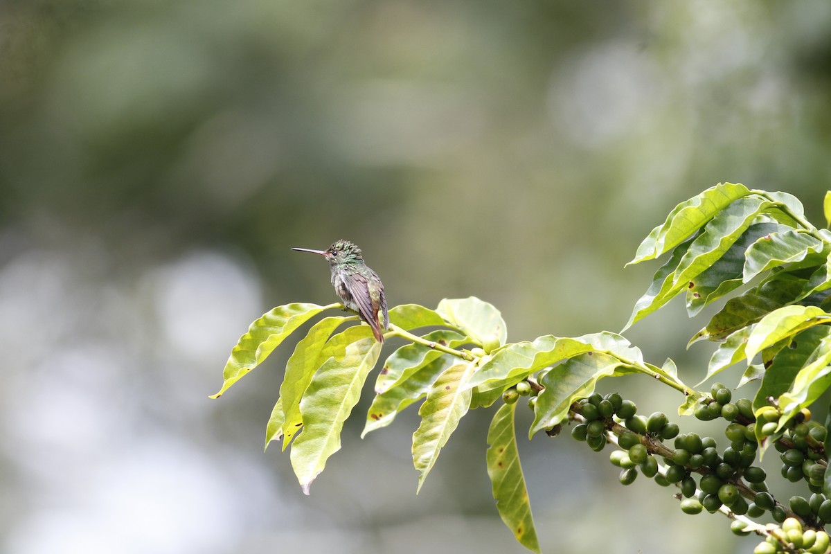 Rufous-tailed Hummingbird - Danny J Alvarado S