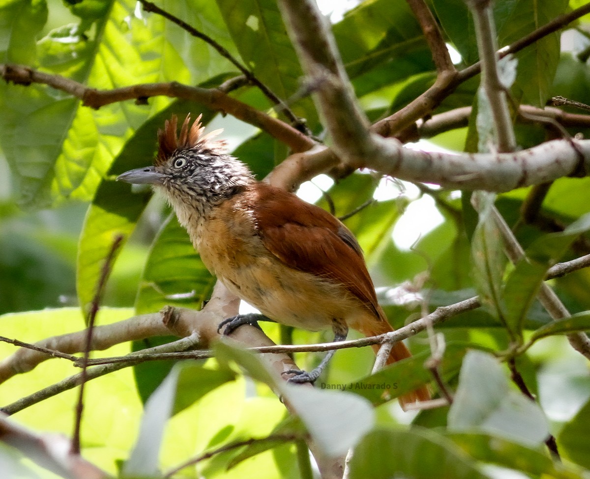 Barred Antshrike - ML623918829