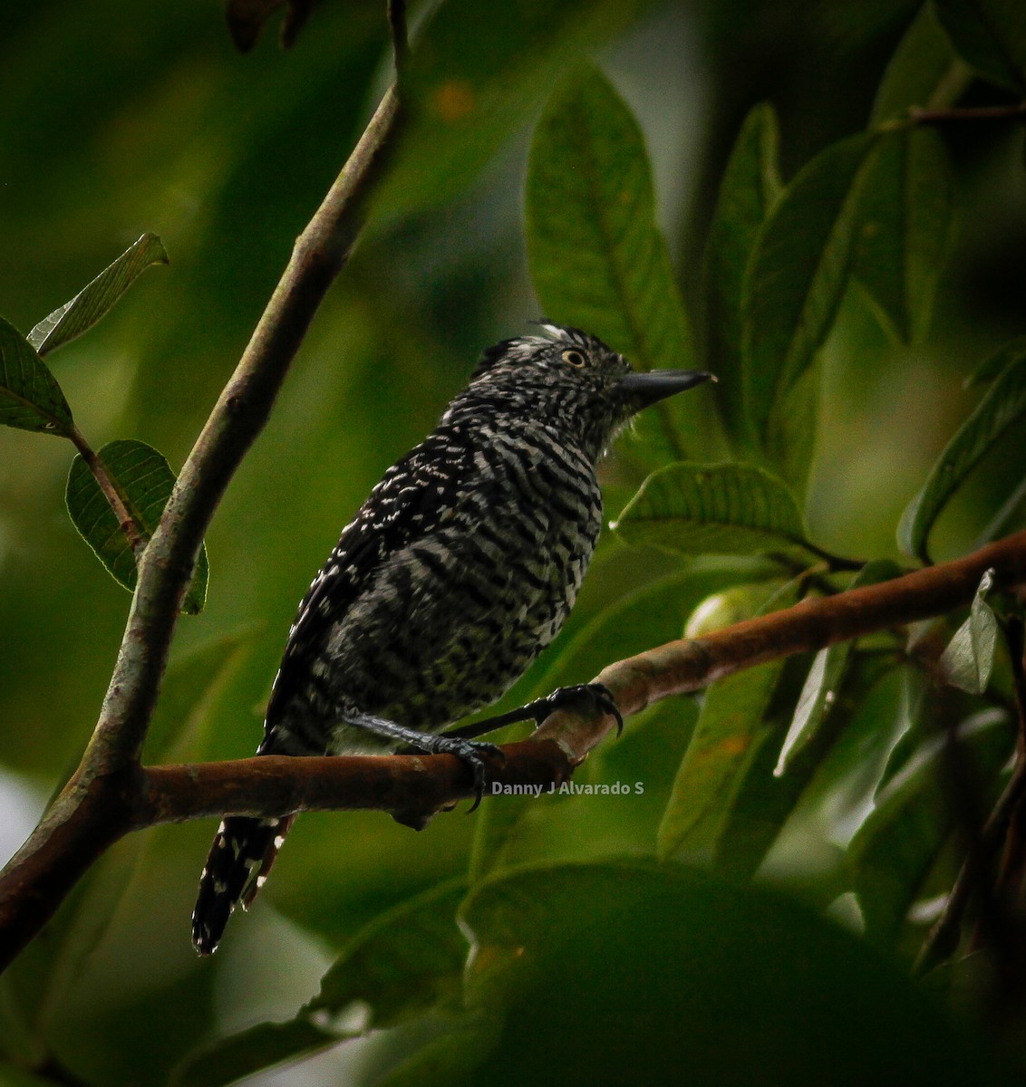 Barred Antshrike - ML623918830