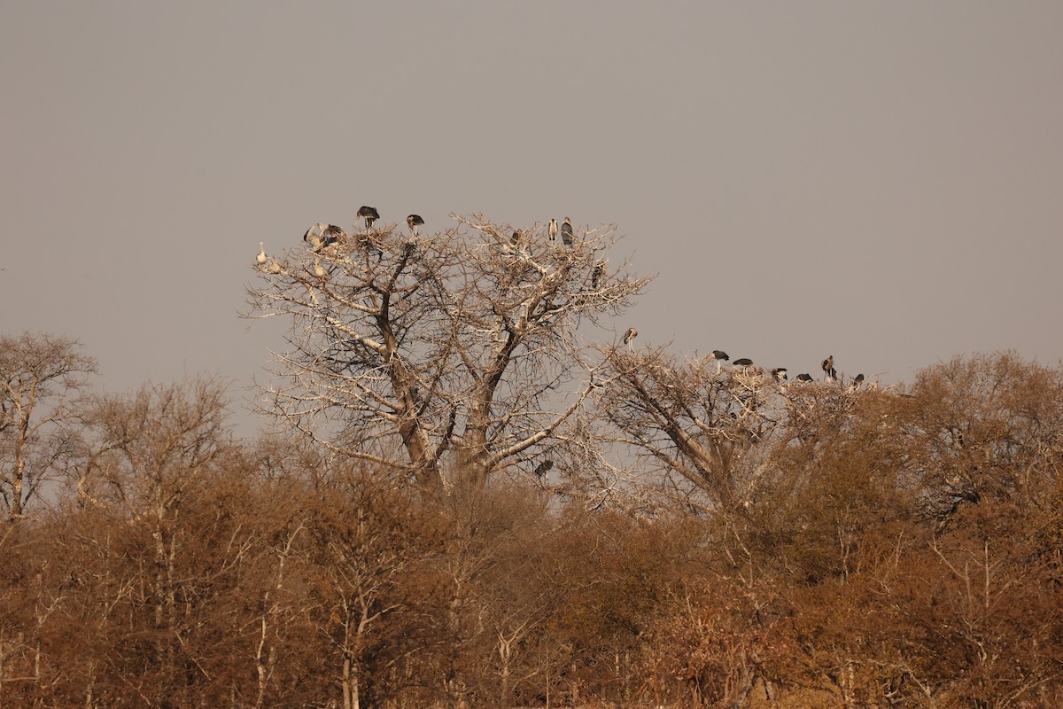 Marabou Stork - ML623918847