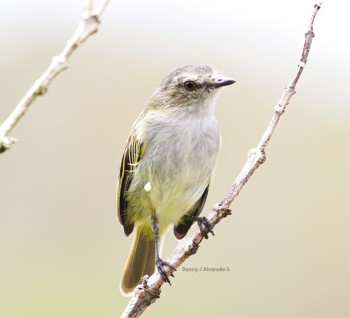 Mistletoe Tyrannulet - ML623918849