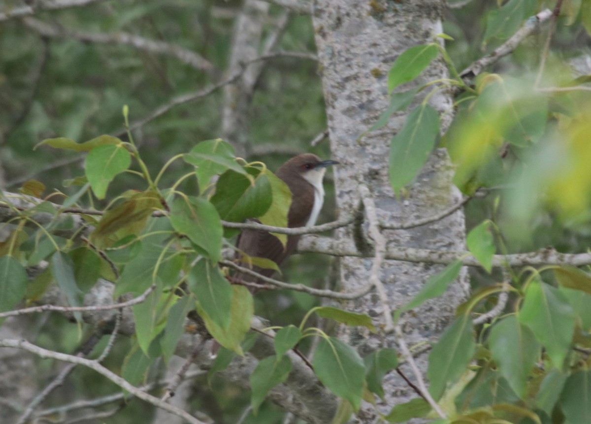 Black-billed Cuckoo - ML623918874