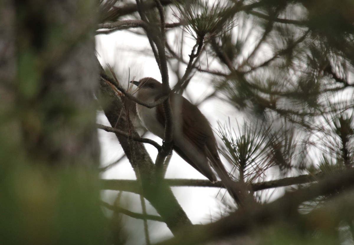 Black-billed Cuckoo - ML623918875