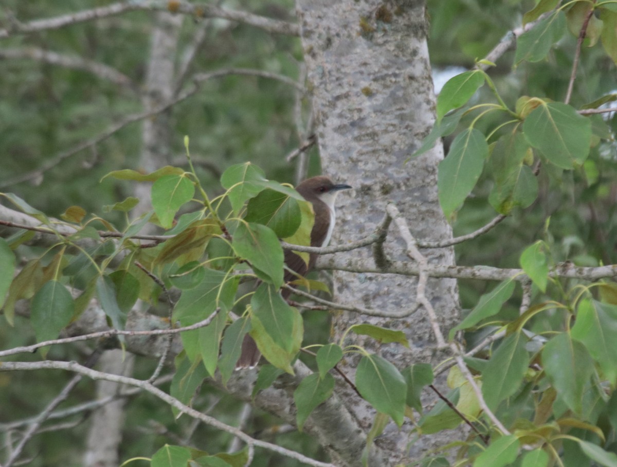 Black-billed Cuckoo - ML623918876