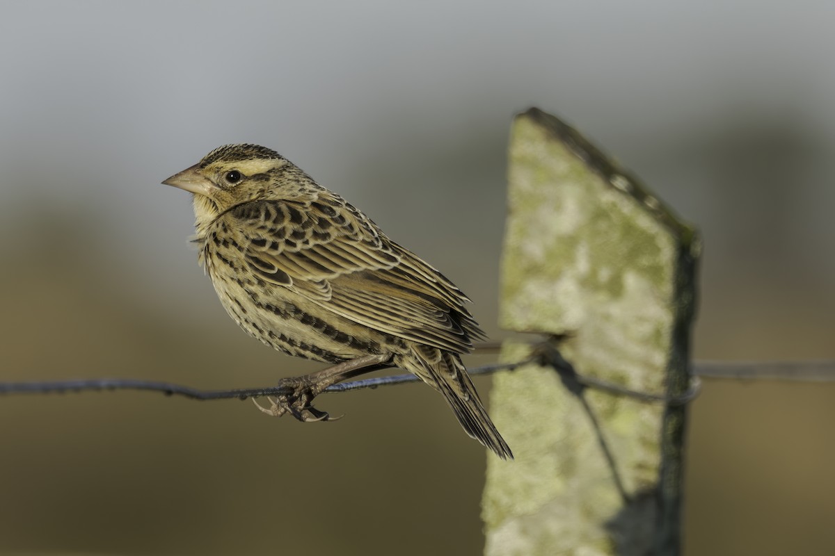 White-browed Meadowlark - ML623918883