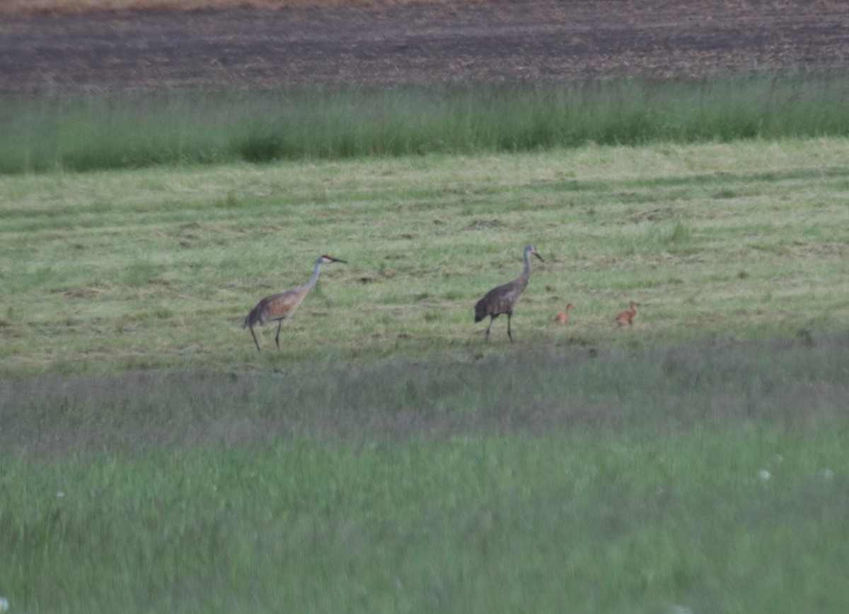 Sandhill Crane - ML623918884