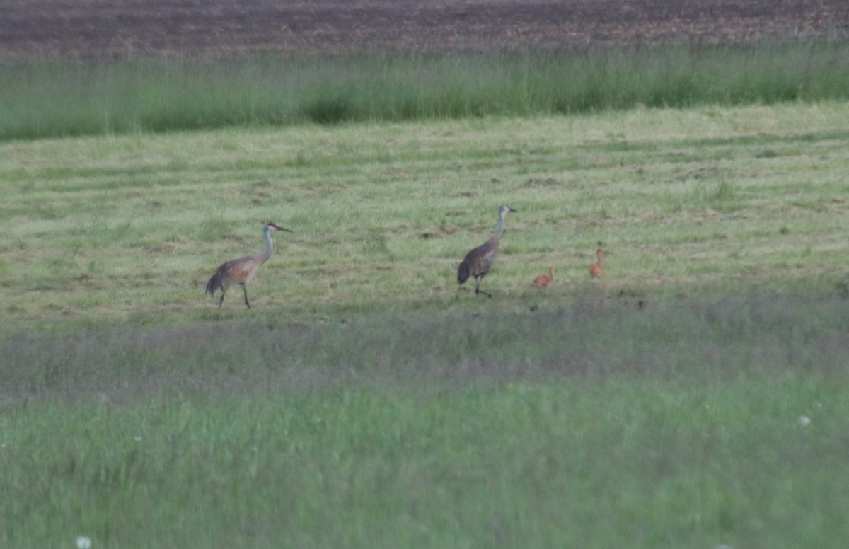 Sandhill Crane - ML623918885