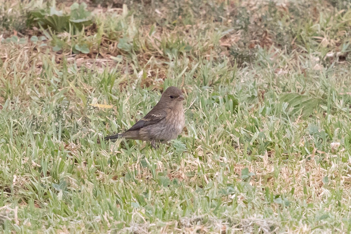 Lazuli Bunting - ML623918895