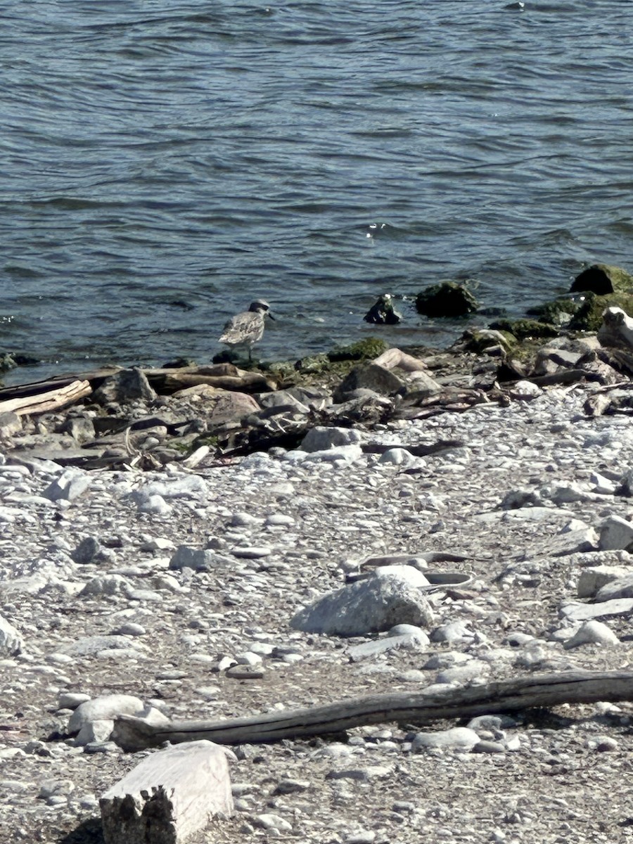 Black-bellied Plover - ML623918911